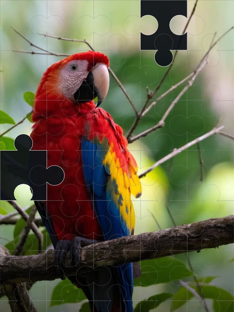 A scarlet macaw photograph part-solved in Jigsaw.ug, with pieces still missing